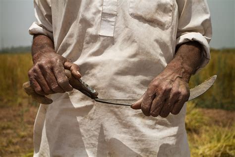 Harvesting wheat by hand in Pakistan | A day laborer in Isla… | Flickr