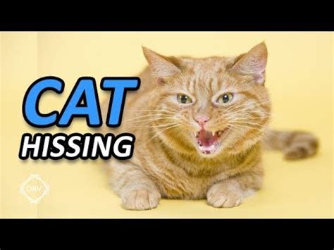 Cat Hissing and Growling Sound to get your Cat's Attention HQ - YouTube