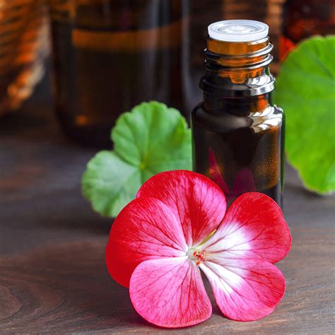 5 Geranium Essential Oil Benefits: Calming, Wound Healing & More!