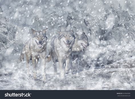 Wolf Pack Mountain Winter Snow Stock Photo 567844585 | Shutterstock