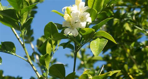 Florida State Flower - The Orange Blossom - ProFlowers Blog