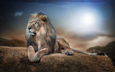 Lion Roaring 4K Ultra HD Wallpapers - Top Free Lion Roaring 4K Ultra HD Backgrounds ...