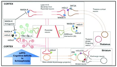 Diagram illustrating an overview of mGlu receptor subtypes and other ...