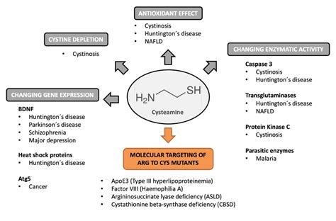 The mechanisms of actions of cysteamine in various diseases. Under... | Download Scientific Diagram