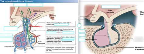 Ch.19 - Diagram - The Hypophyseal Portal System Diagram | Quizlet