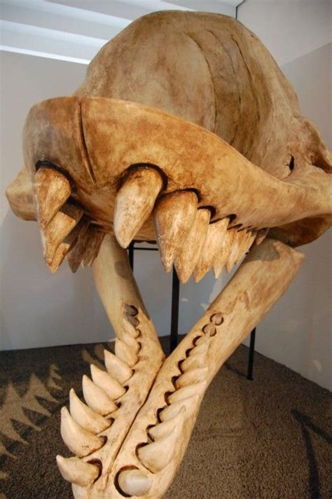 Mounted skull of Livyatan melvillei | Fósiles de dinosaurios, Huesos de animales, Cráneos de ...