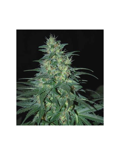 South African Kwazulu (World of Seeds) Regular Seeds