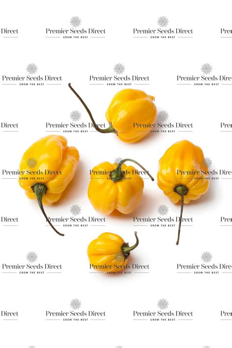 Pepper Hot - Habanero Yellow Organic - Premier Seeds Direct