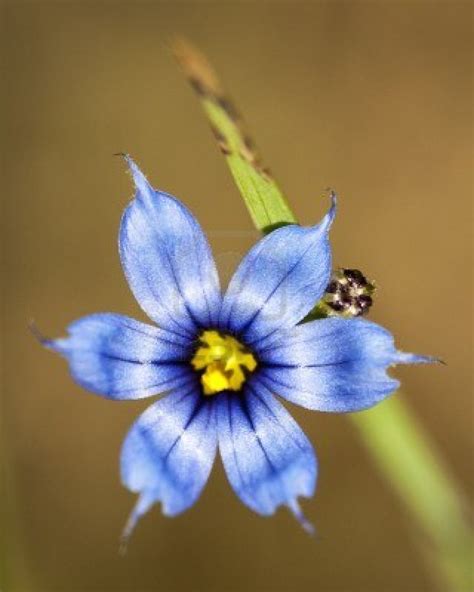 FLOWERS OF THE BLUE PLANET: Wildflowers