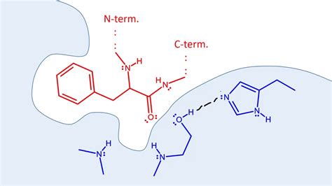 Chymotrypsin mechanism - YouTube