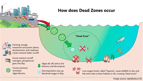 Ocean Dead zones are areas of water bodies where aquatic life cannot survive because of low ...