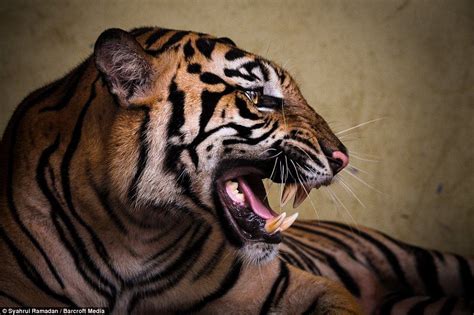 Photographer's close-ups of roaring tiger that are so detailed you can almost feel its breath ...