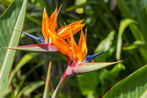 Spectaculaire, l'oiseau de paradis (Strelitzia) est une plante qui porte bien son nom