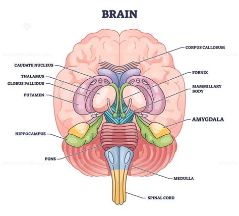 Amygdala brain part location with medical human head anatomy outline diagram – VectorMine