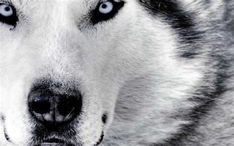 White Wolf With Blue Eyes Wallpaper - Shardiff World