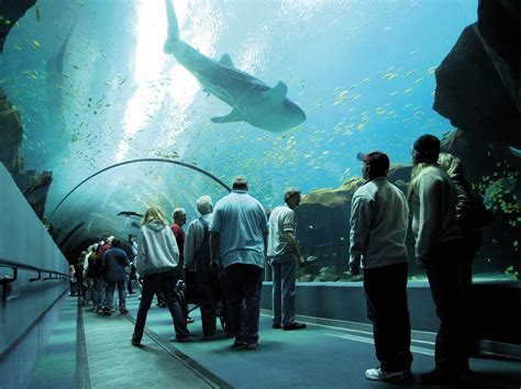 Is the Atlanta Aquarium Indoors? - Aquariumia