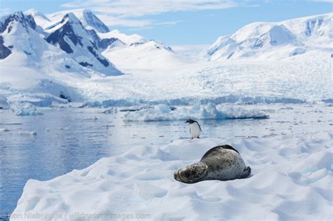 Leopard seal, Cierva Cove | Antarctica | Photos by Ron Niebrugge