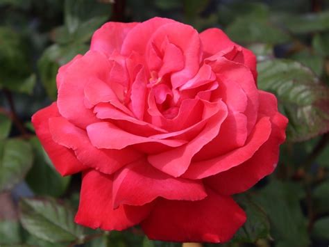 Climbing Rose Galway Bay | Buy Online | Ashwood Nurseries