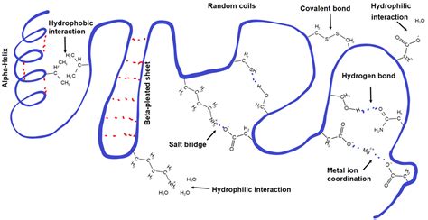 7.5: Tertiary structure of proteins - Chemistry LibreTexts