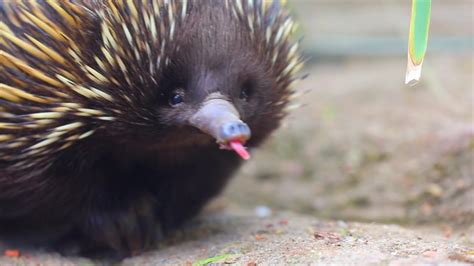 AUSTRALIAS MOST UNIQUE ANIMAL! | Tim Faulkner - YouTube