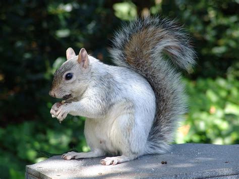 Albino Squirrel Photograph by Ian Mcadie