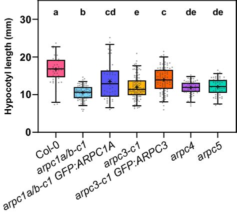 Dark-grown hypocotyl length evaluation. Hypocotyl length analysis of ...