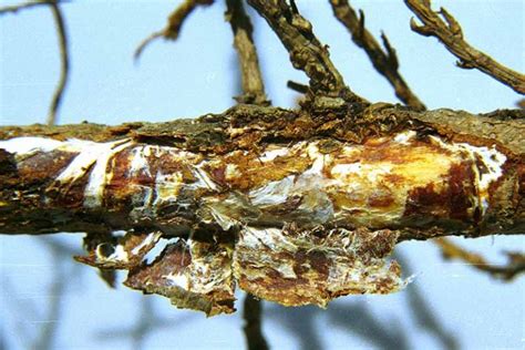 Prevent and Control Armillaria Root Rot on Apple Trees