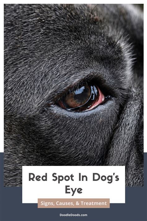 Red Spot In Dog's Eye: Signs, Causes, & Treatment