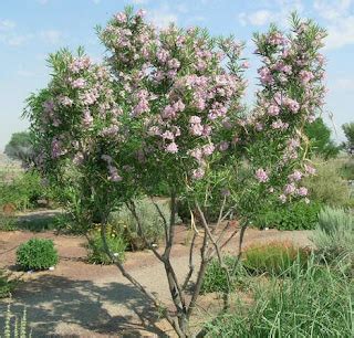 Arizona Landscaping: Featured Tree: Desert Willow