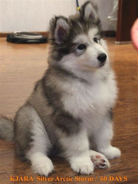 Mini Alaskan Malamute Puppy - Pets Lovers