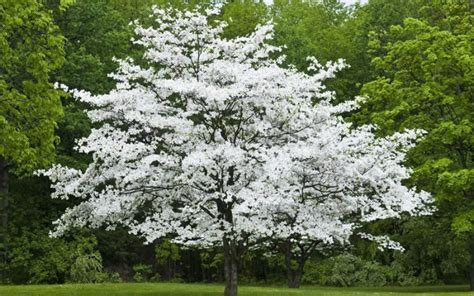 Cherokee Princess Flowering Dogwood - Cherokee Tree Care