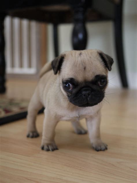 My Pug Obsession Baby Pug Dog, Pug Puppy, Black Pug Puppies, Cute ...