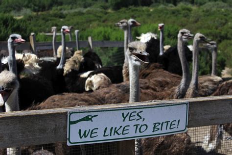 Ostrich Land: An Ostrich Farm Off The 101 - California Through My Lens