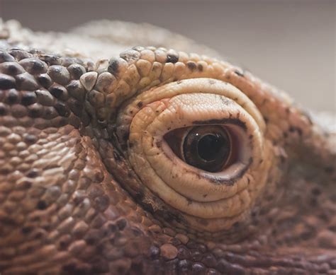 Komodo Dragon Eye | erikkellison | Flickr