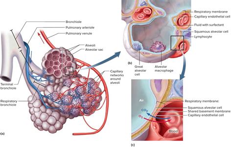 Oksigen Meninggalkan Alveolus Dan Masuk Ke Pembuluh Darah Melalui | My ...