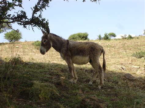 Giorgio's running paths: Protected donkey breeds