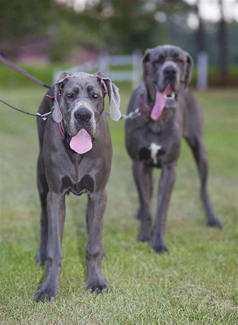 Great Dane Temperament: What's it Like Owning One? - Embora Pets