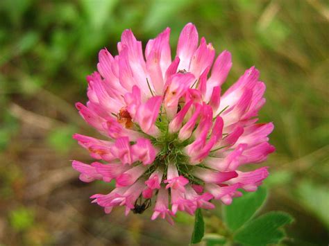 Pink Clover Flower by Melissa Parks