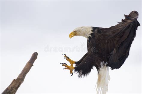 Bald Eagle landing stock image. Image of avain, symbol - 17538333