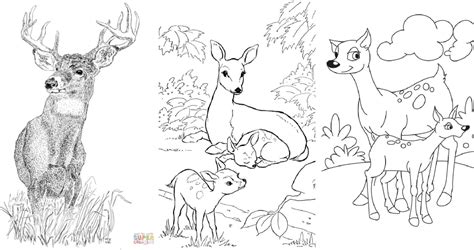 25 Free Printable Deer Coloring Pages for Kids - Blitsy