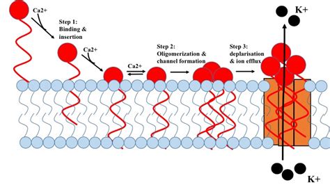 Internal Medicine Pharmacotherapy: "How it works" series: Daptomycin