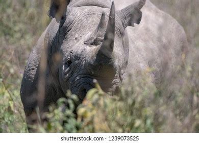 152 Western Black Rhinoceros Stock Photos, Images & Photography | Shutterstock