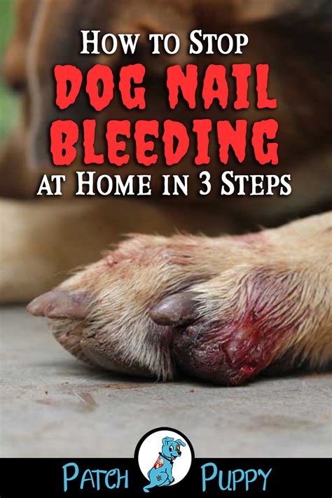 How to Stop Dog Nail Bleeding at Home in 3 Steps | Dog nail bleeding ...