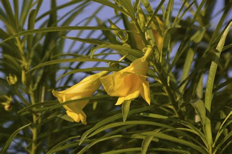 Yellow Oleander Information - Learn About Yellow Oleander Trees ...