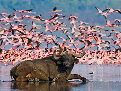 Lake Nakuru National Park | Kenya Experience