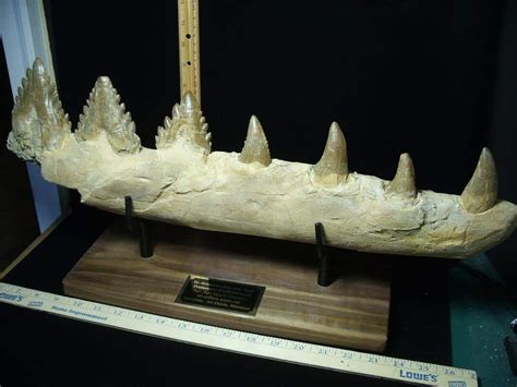 Basilosaurus Jaw– Ancient Whale (022924x) - The Stones & Bones Collection