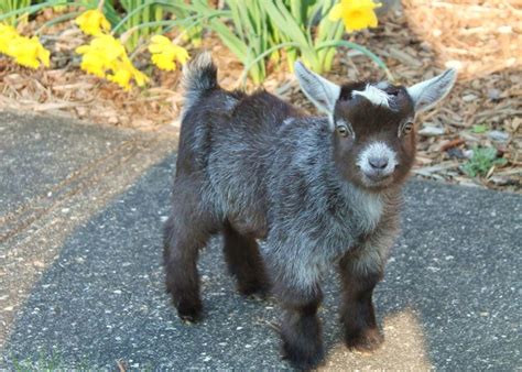 Adorable Pygmy Goat kid! | Pygmy goat, Goat kidding, Goats