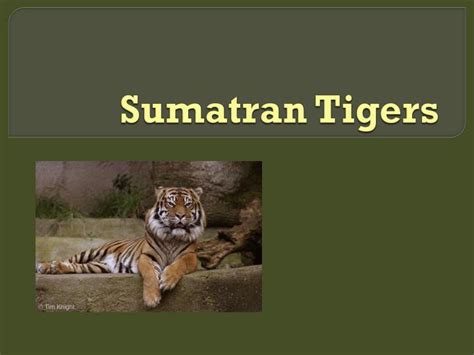 PPT - Sumatran Tigers PowerPoint Presentation, free download - ID:2252510