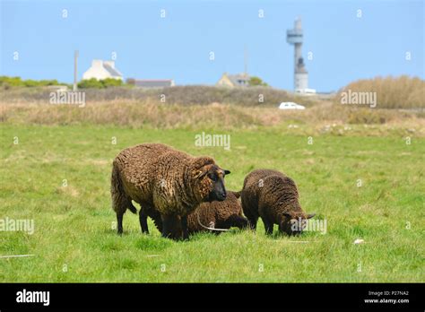 Ushant island (Ile d'Ouessant"): Ouessant black sheep Stock Photo - Alamy