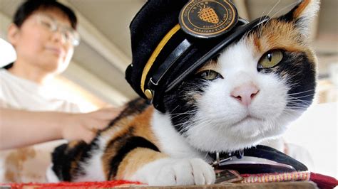 Tama the cat, Japan's cutest stationmaster, has died | CNN Travel